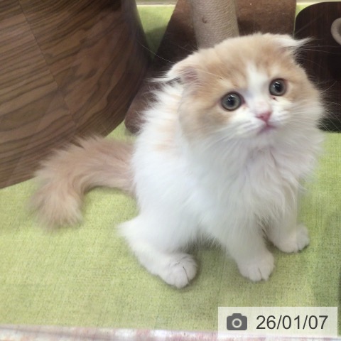 千葉県のスコティッシュフォールド (ペットプラス 幕張新都心店/2025年9月20日生まれ/男の子/クリームタビーホワイト)の子猫の3枚目の画像