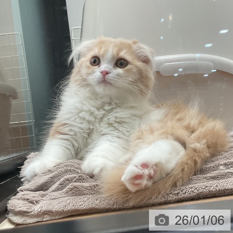 埼玉県のスコティッシュフォールド (ペッツワン 新座店/2025年10月3日生まれ/女の子/クリームタビーホワイト)の子猫の4枚目の画像