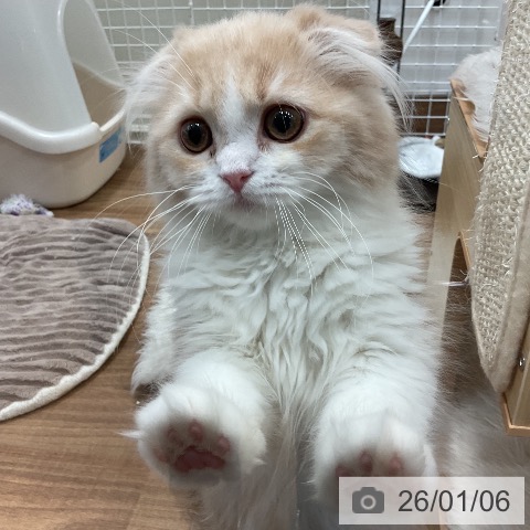 埼玉県のスコティッシュフォールド (ペッツワン 新座店/2025年10月3日生まれ/女の子/クリームタビーホワイト)の子猫の3枚目の画像