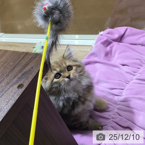 スコティッシュフォールドの写真