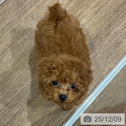 埼玉県のトイプードル(トイ) (ペッツワン 吉川美南店/2025年10月3日生まれ/男の子/レッド)の子犬の4枚目の画像