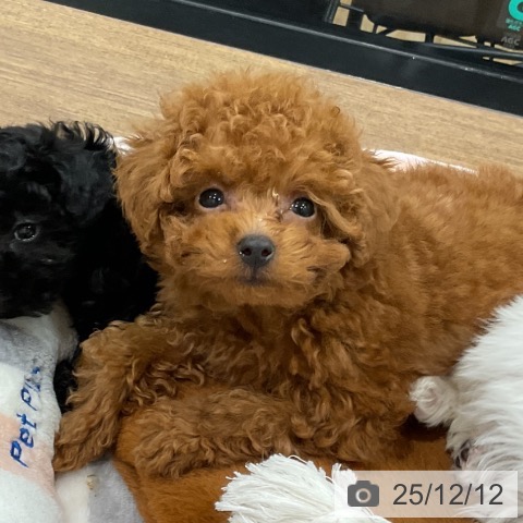 埼玉県のトイプードル(トイ) (ペッツワン 吉川美南店/2025年10月3日生まれ/男の子/レッド)の子犬の4枚目の画像