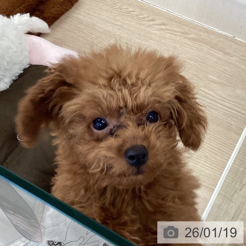 埼玉県のトイプードル(トイ) (ペットプラス 上尾店/2025年10月3日生まれ/男の子/レッド)の子犬の4枚目の画像