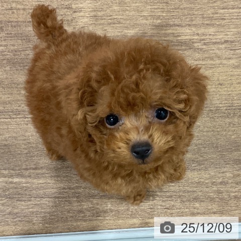 埼玉県のトイプードル(トイ) (ペッツワン 吉川美南店/2025年10月3日生まれ/男の子/レッド)の子犬の3枚目の画像