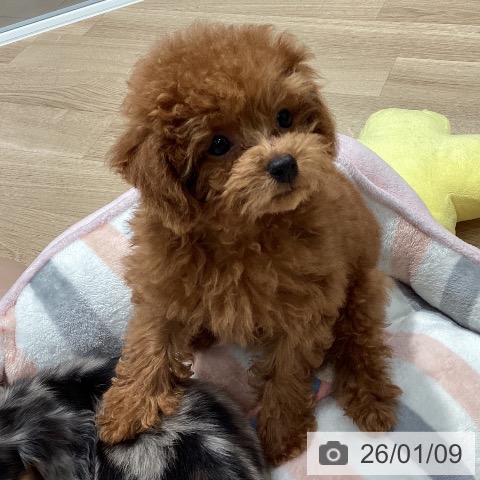 埼玉県のトイプードル(トイ) (ペットプラス ピオニウォーク東松山店/2025年10月3日生まれ/女の子/レッド)の子犬の3枚目の画像