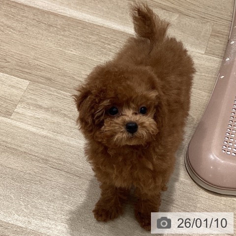 埼玉県のトイプードル(トイ) (ペットプラス ピオニウォーク東松山店/2025年10月3日生まれ/女の子/レッド)の子犬の3枚目の画像