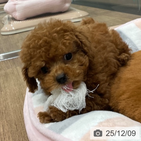 埼玉県のトイプードル(トイ) (ペッツワン 吉川美南店/2025年10月3日生まれ/女の子/レッド)の子犬の4枚目の画像