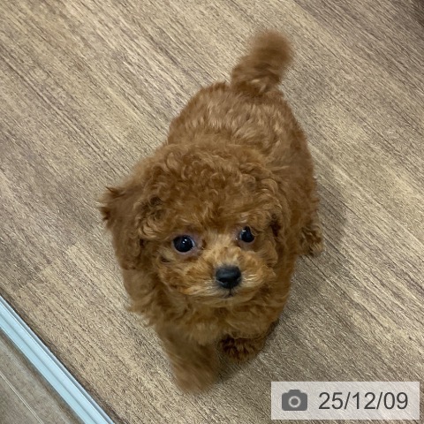 埼玉県のトイプードル(トイ) (ペッツワン 吉川美南店/2025年10月3日生まれ/女の子/レッド)の子犬の3枚目の画像