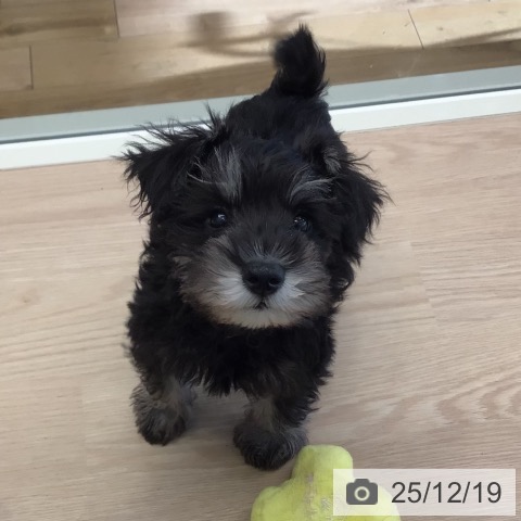 千葉県のミニチュアシュナウザー (ペットプラス 幕張新都心店/2025年10月5日生まれ/女の子/ブラックシルバー)の子犬の4枚目の画像