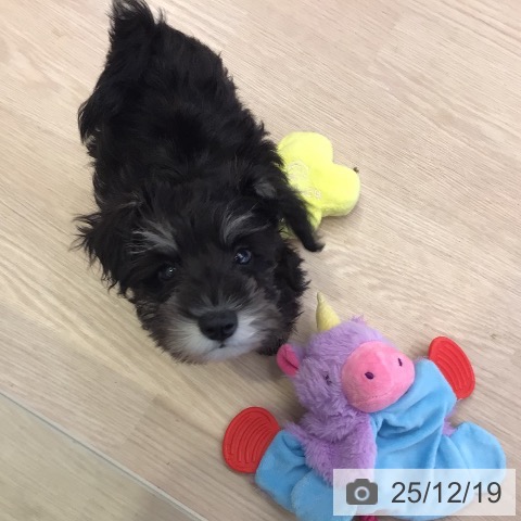 千葉県のミニチュアシュナウザー (ペットプラス 幕張新都心店/2025年10月5日生まれ/女の子/ブラックシルバー)の子犬の3枚目の画像