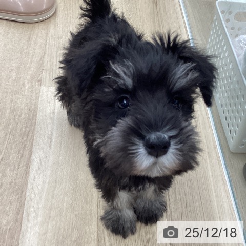 東京都のミニチュアシュナウザー (ペットプラス むさし村山店/2025年10月5日生まれ/女の子/ブラックシルバー)の子犬の4枚目の画像