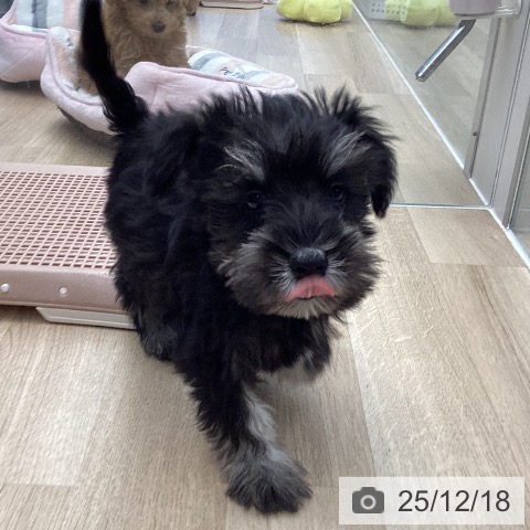 東京都のミニチュアシュナウザー (ペットプラス むさし村山店/2025年10月5日生まれ/女の子/ブラックシルバー)の子犬の3枚目の画像