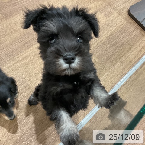 埼玉県のミニチュアシュナウザー (ペッツワン 吉川美南店/2025年10月5日生まれ/女の子/ブラックシルバー)の子犬の4枚目の画像