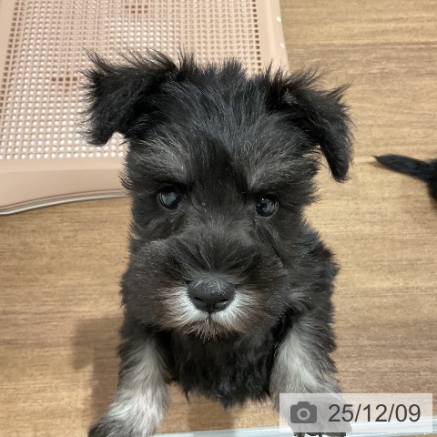 埼玉県のミニチュアシュナウザー (ペッツワン 吉川美南店/2025年10月5日生まれ/女の子/ブラックシルバー)の子犬の3枚目の画像