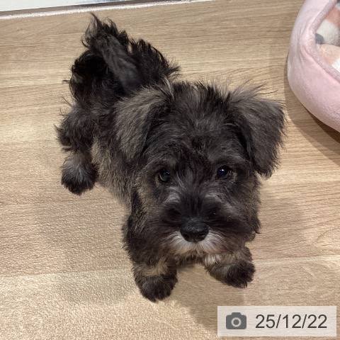 東京都のミニチュアシュナウザー (ペットプラス 東久留米店/2025年10月5日生まれ/女の子/ソルトペッパー)の子犬の3枚目の画像