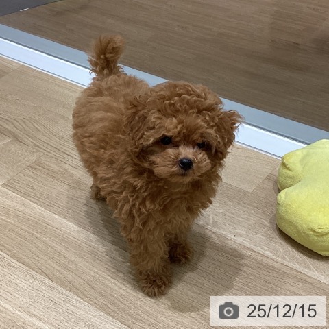 岩手県のトイプードル(トイ) (ペットプラス 盛岡南店/2025年10月4日生まれ/男の子/アプリコット)の子犬の3枚目の画像