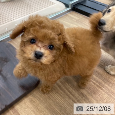 トイ・プードルの写真