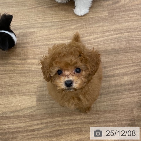 トイ・プードルの写真