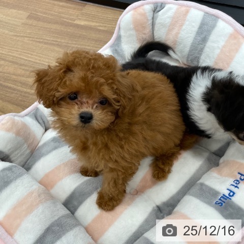 茨城県のトイプードル(トイ) (ペッツワン つくば店/2025年10月4日生まれ/男の子/レッド)の子犬の4枚目の画像