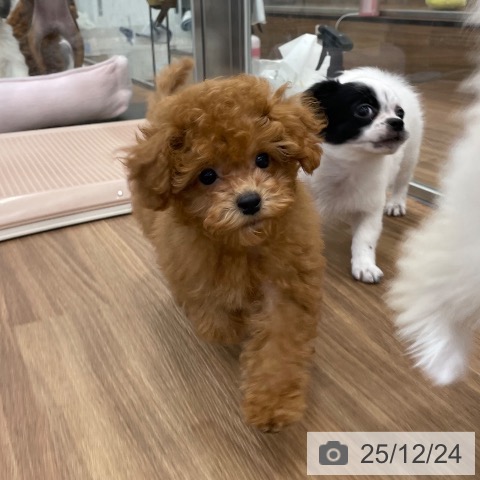 茨城県のトイプードル(トイ) (ペッツワン つくば店/2025年10月4日生まれ/男の子/レッド)の子犬の4枚目の画像