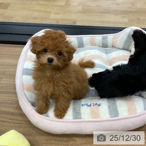 茨城県のトイプードル(トイ) (ペッツワン つくば店/2025年10月4日生まれ/男の子/レッド)の子犬の4枚目の画像