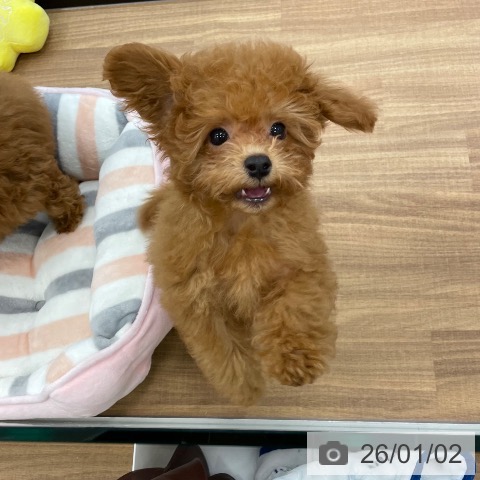 茨城県のトイプードル(トイ) (ペッツワン つくば店/2025年10月4日生まれ/男の子/レッド)の子犬の4枚目の画像