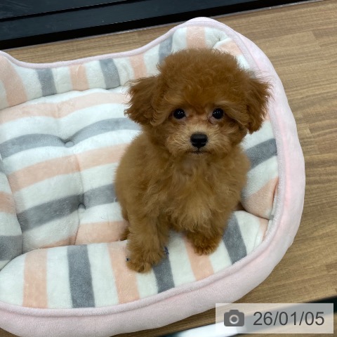 茨城県のトイプードル(トイ) (ペッツワン つくば店/2025年10月4日生まれ/男の子/レッド)の子犬の4枚目の画像