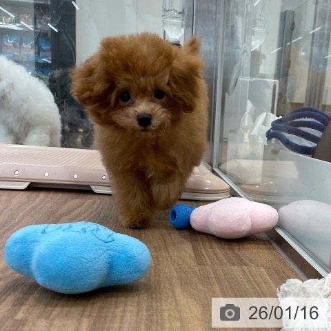 茨城県のトイプードル(トイ) (ペッツワン つくば店/2025年10月4日生まれ/男の子/レッド)の子犬の4枚目の画像