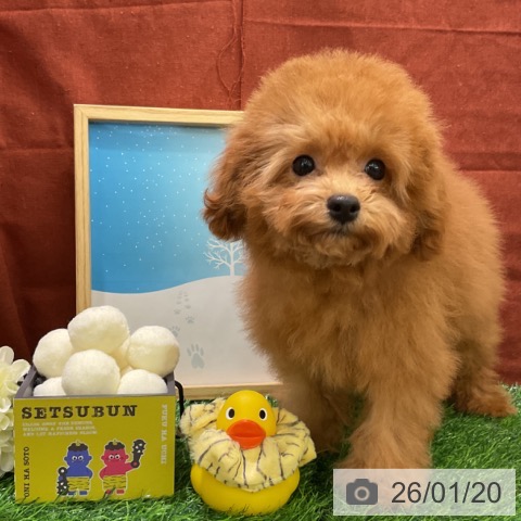 千葉県のトイプードル(トイ) (ペットプラス コトエ流山おおたかの森店/2025年10月4日生まれ/男の子/レッド)の子犬の4枚目の画像