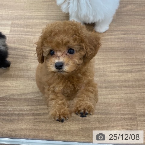 トイ・プードルの写真