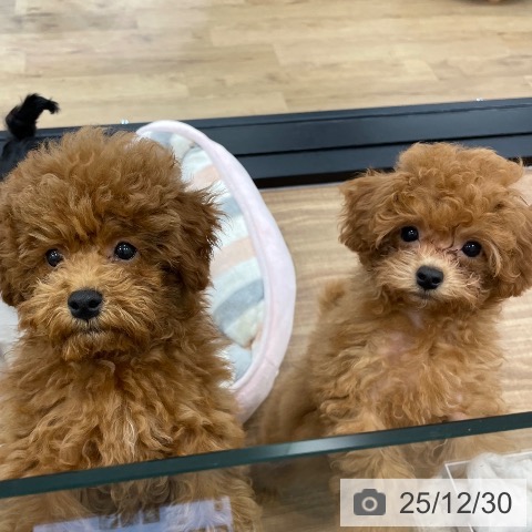 茨城県のトイプードル(トイ) (ペッツワン つくば店/2025年10月4日生まれ/男の子/レッド)の子犬の4枚目の画像