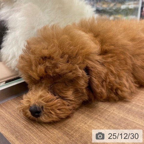 茨城県のトイプードル(トイ) (ペッツワン つくば店/2025年10月4日生まれ/男の子/レッド)の子犬の3枚目の画像