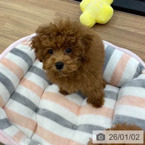 茨城県のトイプードル(トイ) (ペッツワン つくば店/2025年10月4日生まれ/男の子/レッド)の子犬の3枚目の画像