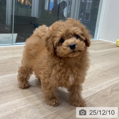 トイ・プードルの写真