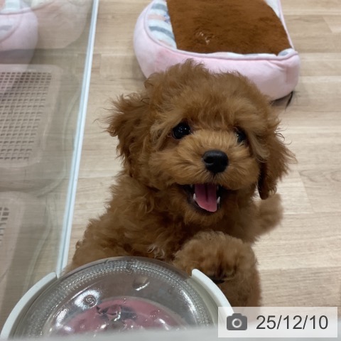 トイ・プードルの写真