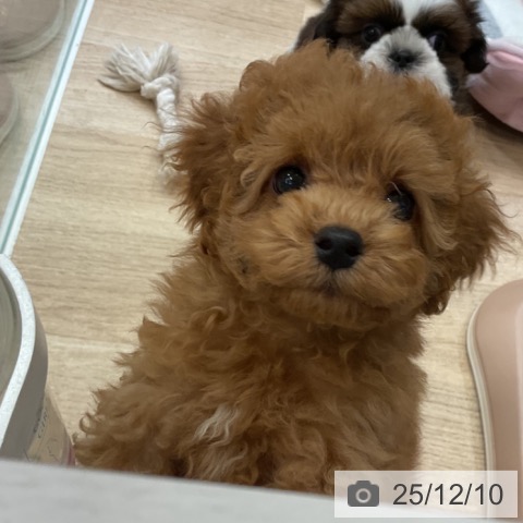 トイ・プードルの写真