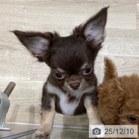 岩手県のチワワ(ロング) (ペットプラス 盛岡南店/2025年9月20日生まれ/男の子/チョコレートタンホワイト)の子犬の4枚目の画像