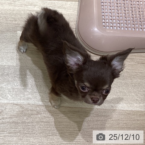 岩手県のチワワ(ロング) (ペットプラス 盛岡南店/2025年9月20日生まれ/男の子/チョコレートタンホワイト)の子犬の3枚目の画像