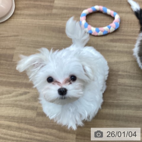 東京都のマルチーズ (ペッツワン 青梅インター店/2025年9月29日生まれ/男の子/ホワイト)の子犬の4枚目の画像