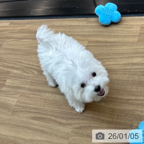 東京都のマルチーズ (ペッツワン 青梅インター店/2025年9月29日生まれ/男の子/ホワイト)の子犬の3枚目の画像