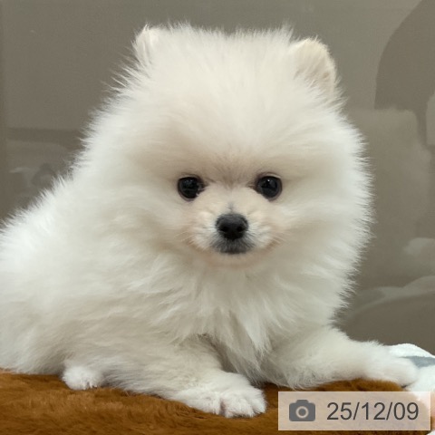 埼玉県のポメラニアン (ペッツワン 吉川美南店/2025年10月1日生まれ/男の子/ホワイトクリーム)の子犬の4枚目の画像