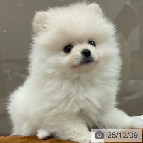 埼玉県のポメラニアン (ペッツワン 吉川美南店/2025年10月1日生まれ/男の子/ホワイトクリーム)の子犬の3枚目の画像