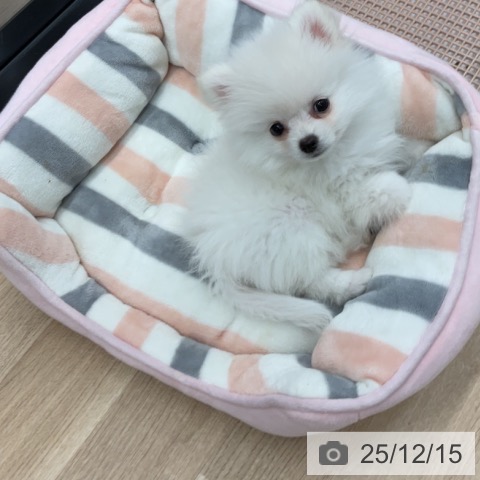 神奈川県のポメラニアン (ペットプラス 武蔵小杉店/2025年10月1日生まれ/男の子/ホワイト)の子犬の4枚目の画像