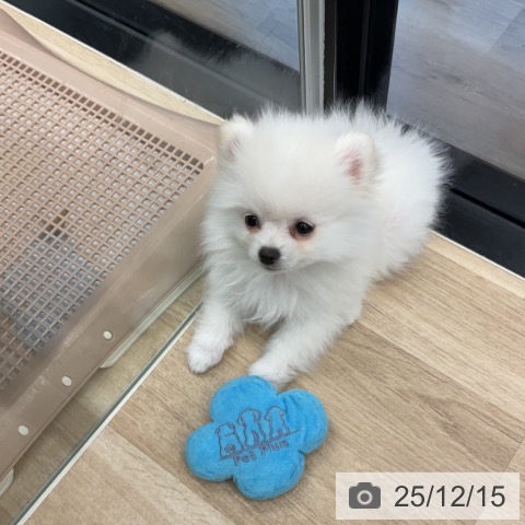 神奈川県のポメラニアン (ペットプラス 武蔵小杉店/2025年10月1日生まれ/男の子/ホワイト)の子犬の3枚目の画像