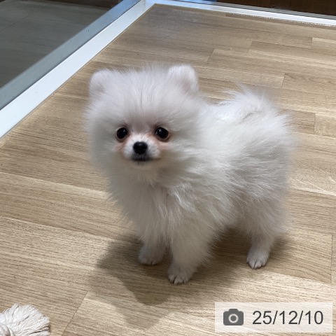 ポメラニアンの写真
