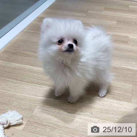 ポメラニアンの写真