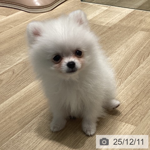 長野県のポメラニアン (ペットプラス 須坂店/2025年10月1日生まれ/男の子/ホワイト)の子犬の4枚目の画像