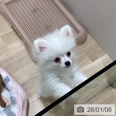長野県のポメラニアン (ペットプラス 須坂店/2025年10月1日生まれ/男の子/ホワイト)の子犬の4枚目の画像