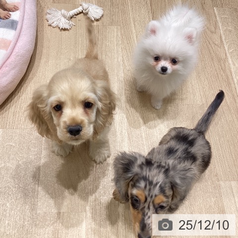 ポメラニアンの写真