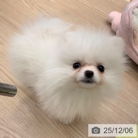 ポメラニアンの写真